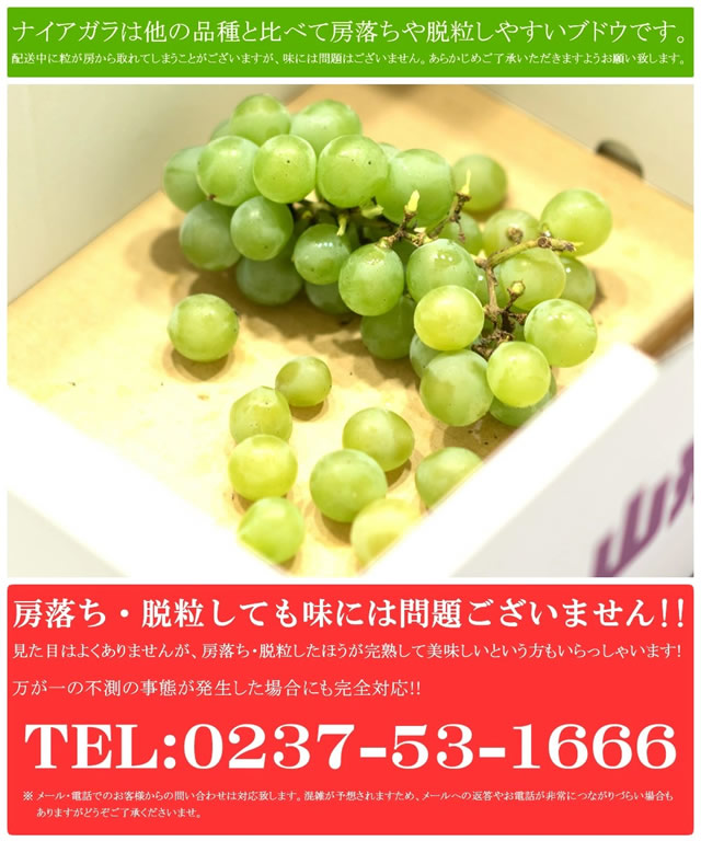 山形県産 ぶどう ナイアガラ