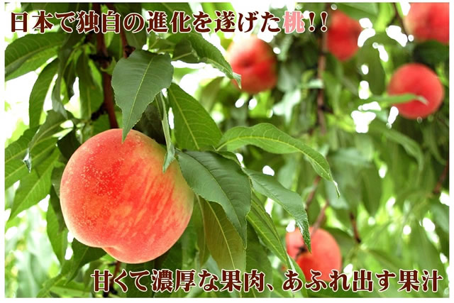 山形県産 白桃・黄桃 詰合せ