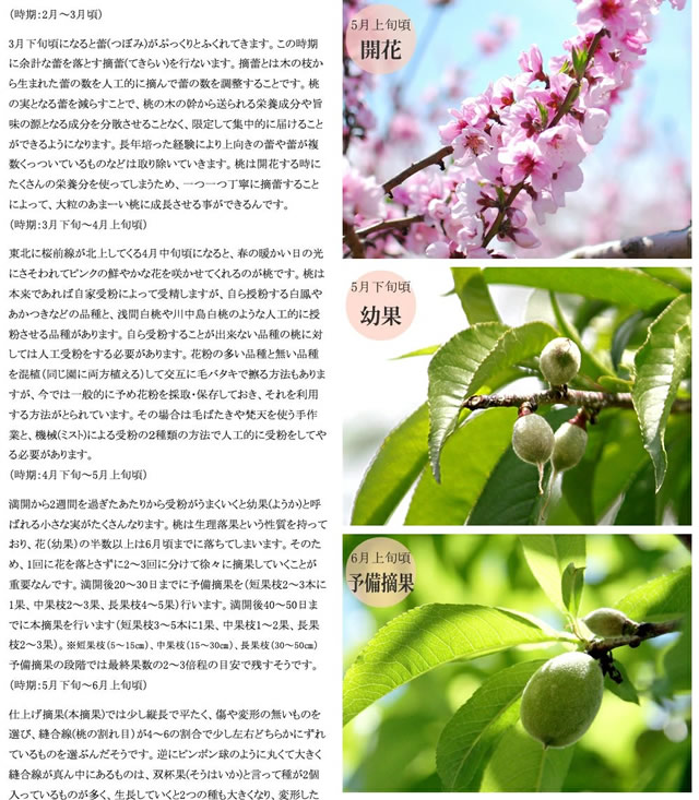 山形県産 白桃・黄桃 詰合せ