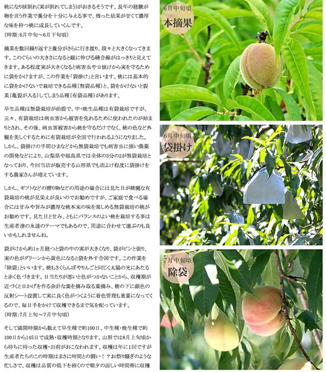 山形県産 白桃・黄桃 詰合せ
