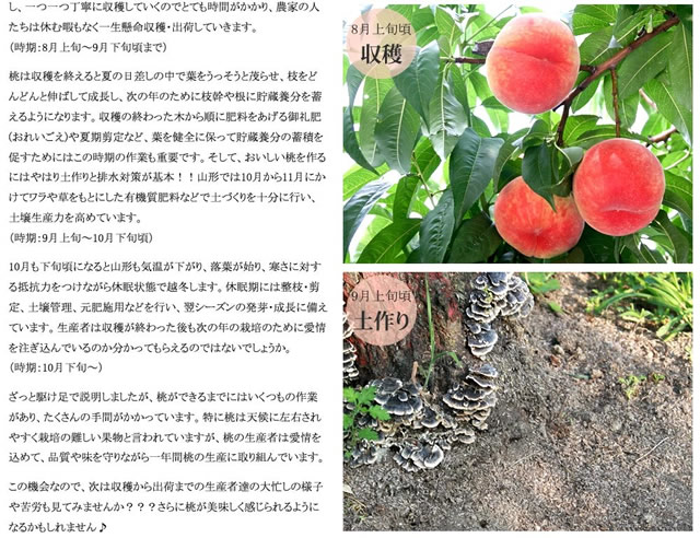 山形県産 白桃・黄桃 詰合せ