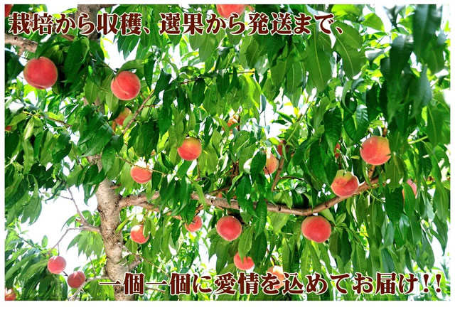 山形県産 白桃・黄桃 詰合せ