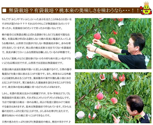 山形県産 白桃・黄桃 詰合せ