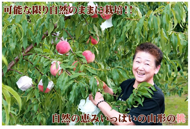 山形県産 白桃・黄桃 詰合せ