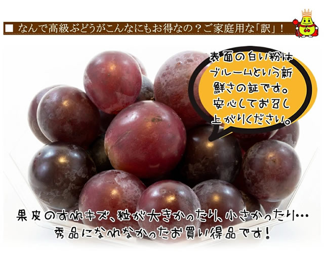 産地厳選 ピオーネ