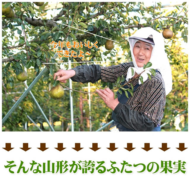 秀品 ラフ&シナノ 詰め合わせ