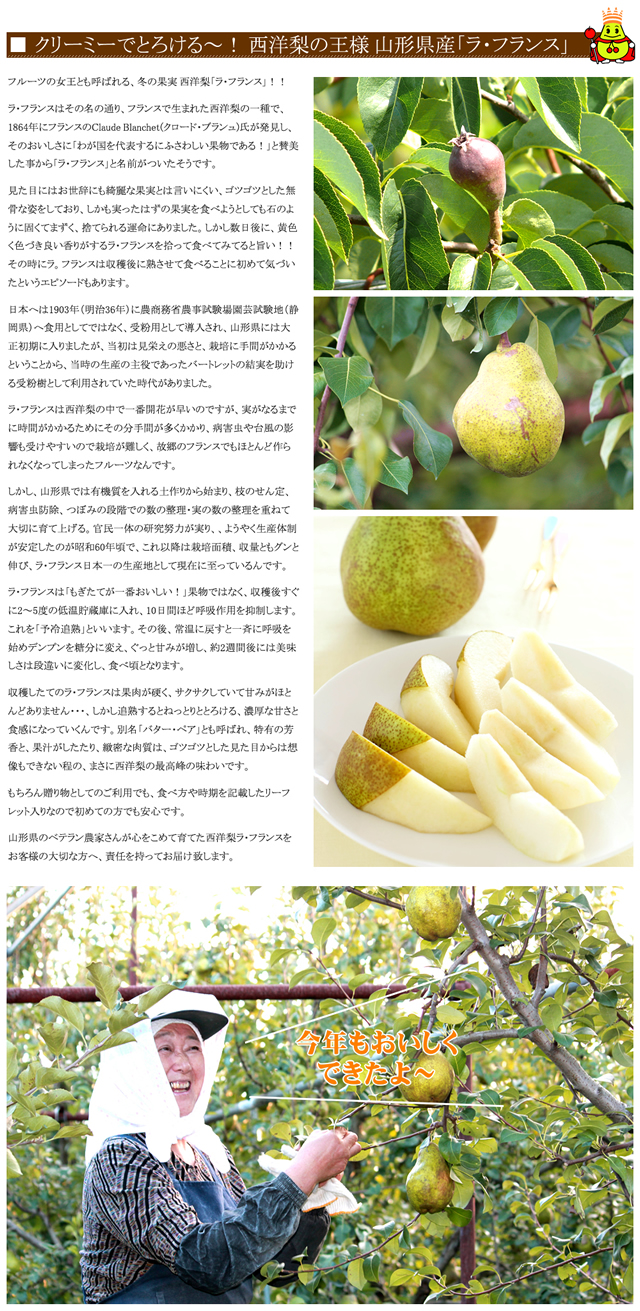 山形県産 訳あり ラ・フランス