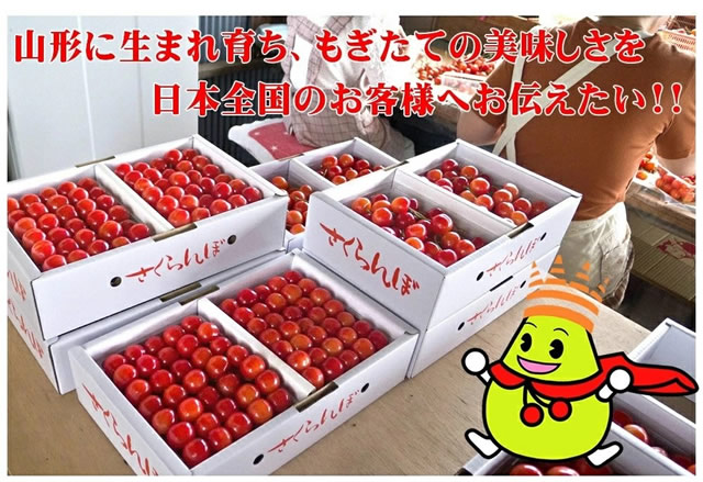 山形県産 さくらんぼ 佐藤錦or紅秀峰