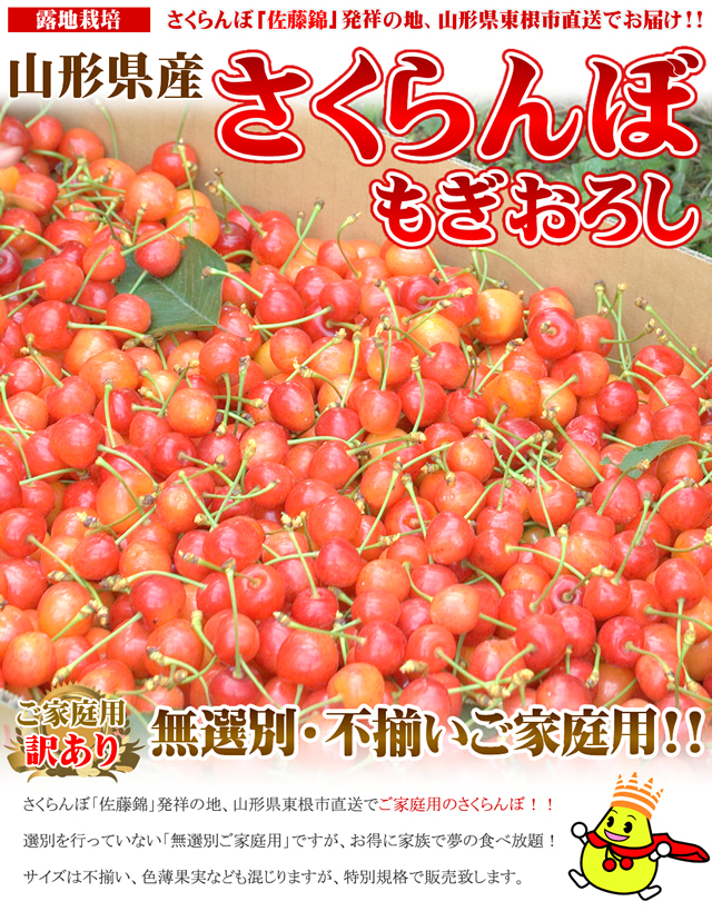 山形県産 もぎおろし さくらんぼ