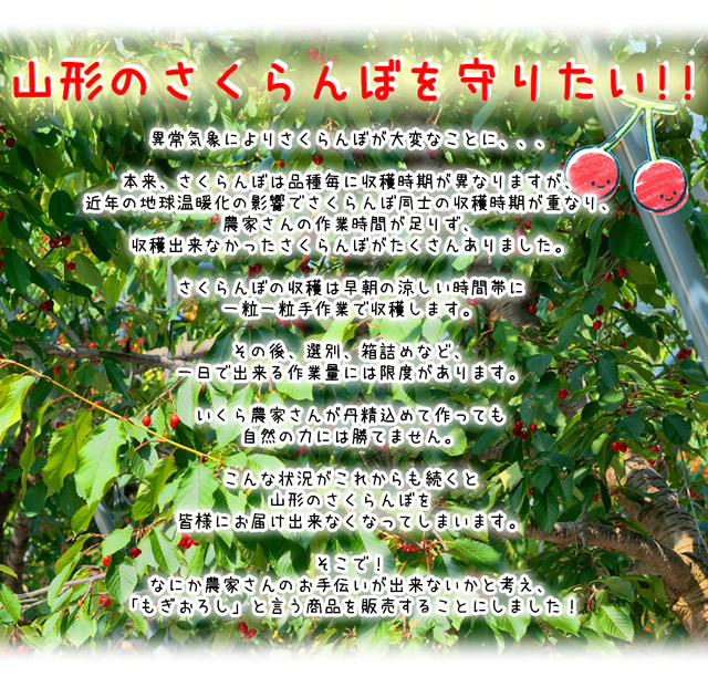 山形県産 もぎおろし さくらんぼ