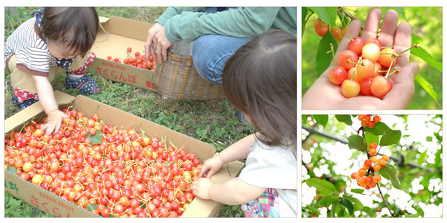 山形県産 もぎおろし さくらんぼ