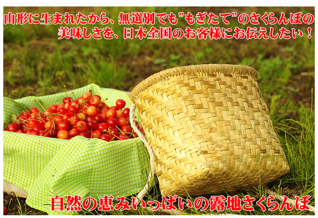 山形県産 もぎおろし さくらんぼ