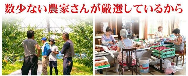 山形県産 さくらんぼ 紅秀峰