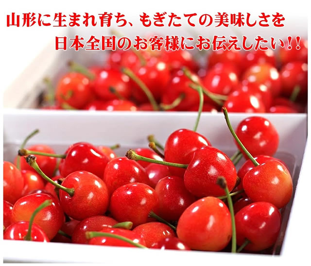 山形県産 さくらんぼ 佐藤錦