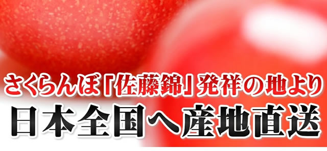 山形県産 さくらんぼ 佐藤錦