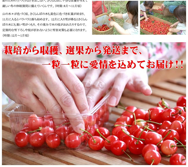 山形県産 さくらんぼ 紅秀峰