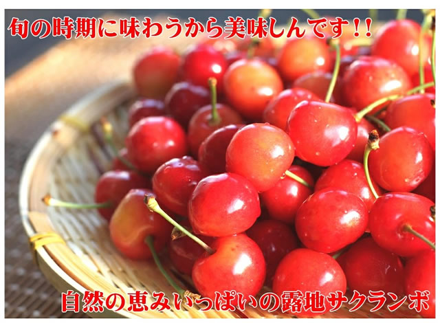 山形県産 さくらんぼ 佐藤錦