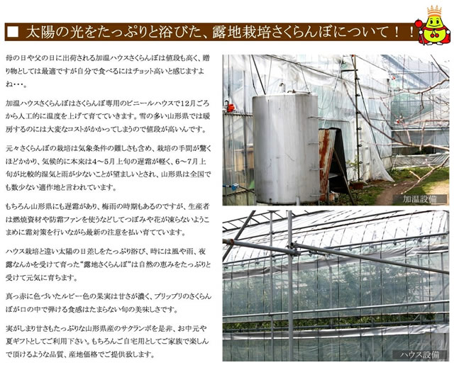 山形県産 さくらんぼ 佐藤錦