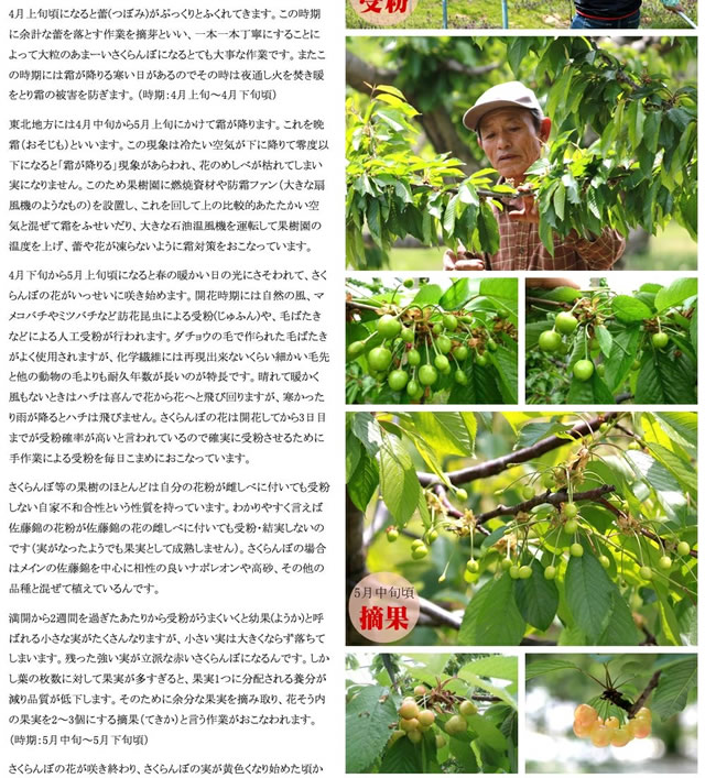 山形県産 さくらんぼ 佐藤錦