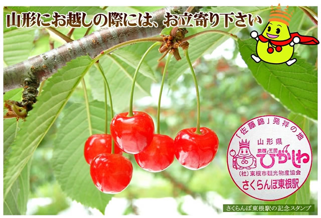 山形県産 さくらんぼ 佐藤錦