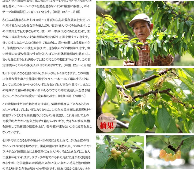 山形県産 さくらんぼ 佐藤錦