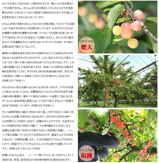 山形県産 さくらんぼ 佐藤錦