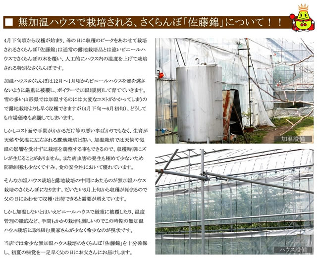 山形県産 さくらんぼ 佐藤錦