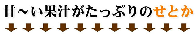 愛媛県産 ご家庭用 みかん せとか