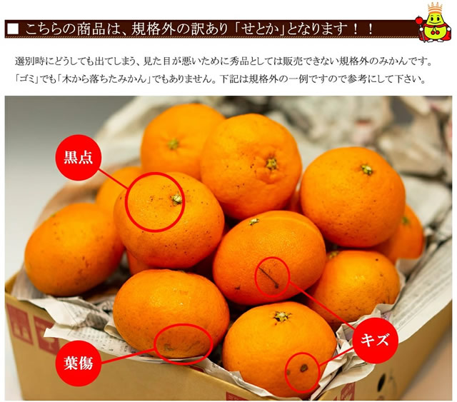 愛媛県産 ご家庭用 みかん せとか