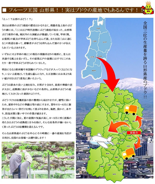 産地厳選 シャインマスカット