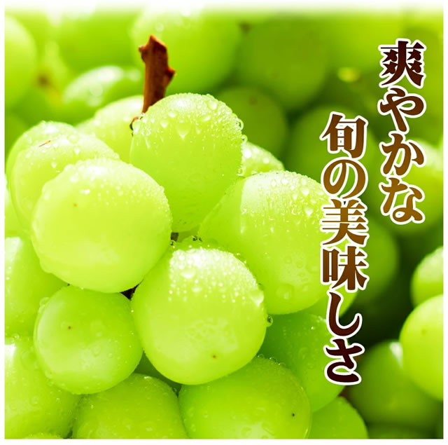産地厳選 シャインマスカット
