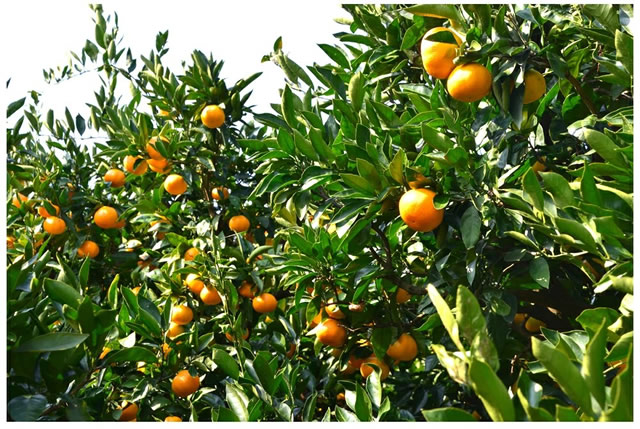 産地厳選 ご家庭用 みかん 不知火 しらぬい