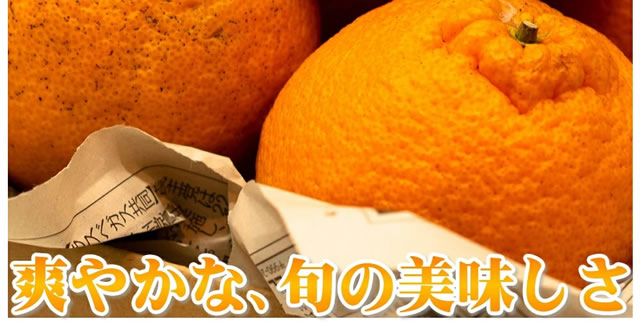 産地厳選 ご家庭用 みかん 不知火 しらぬい
