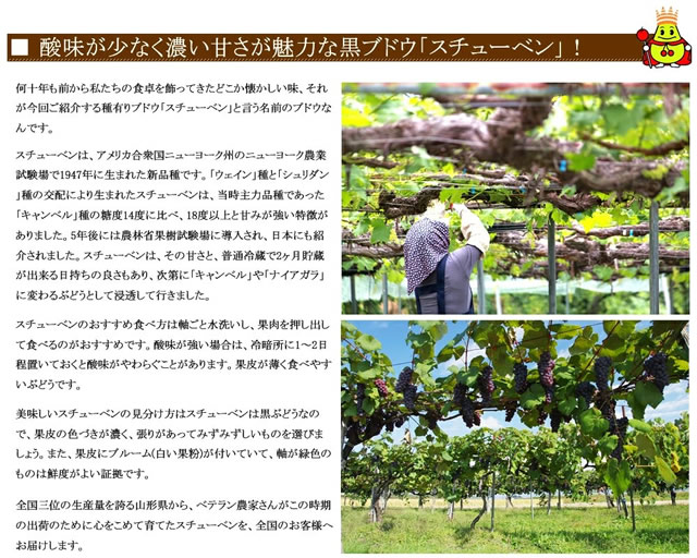 山形県産 スチューベン