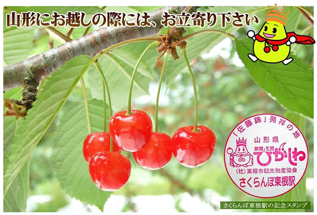 山形県産 さくらんぼ 佐藤錦