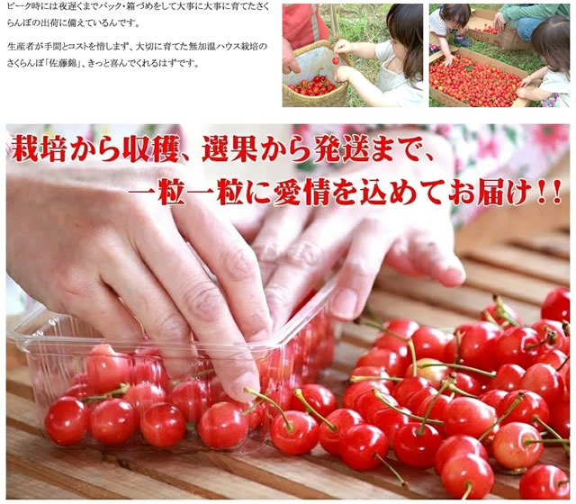 山形県産 さくらんぼ 佐藤錦