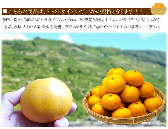 産地厳選 国産 温州みかん