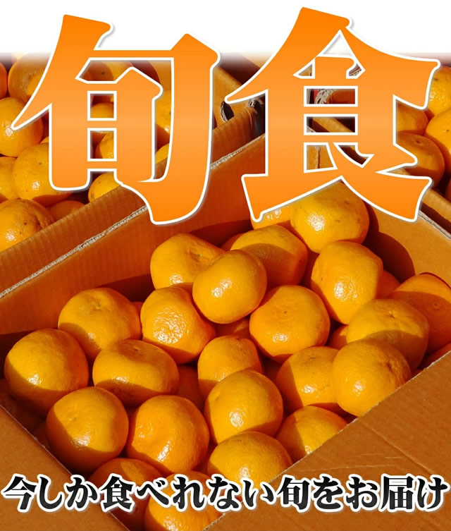 産地厳選 国産 温州みかん