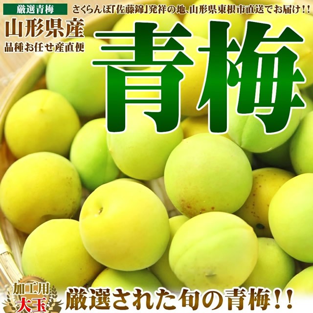 WEB限定】 山形産の青梅 1kg zlote-arkady.pl