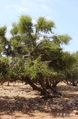 アルガンの木