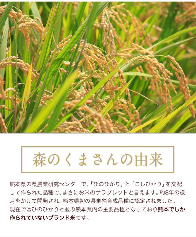 速攻出荷】 令和6年産 10kg 森のくまさん 5kg×2袋 熊本県産 くまモン