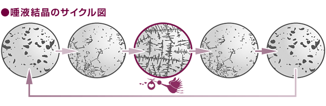 唾液結晶のサイクル図