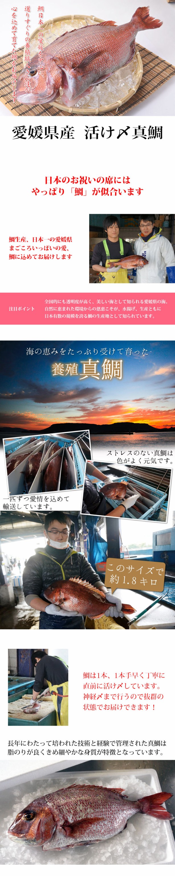 鯛 たい タイ 活け〆真鯛丸ごとお届け 1 5kg前後 原体サイズ 愛媛を筆頭に最良の鯛をお届けします 養殖 冷蔵便でお届け 愛媛県の通販はau Pay マーケット 瀬戸内漁師の海鮮問屋 商品ロットナンバー 鯛 たい タイ 活け〆真鯛丸ごとお届け 1 5kg前後 原体サイズ 愛媛を筆頭に最良の鯛をお届けします 養殖 冷蔵便でお届け 愛媛県の通販はau Pay マーケット 瀬戸内漁師の海鮮問屋 商品ロットナンバー