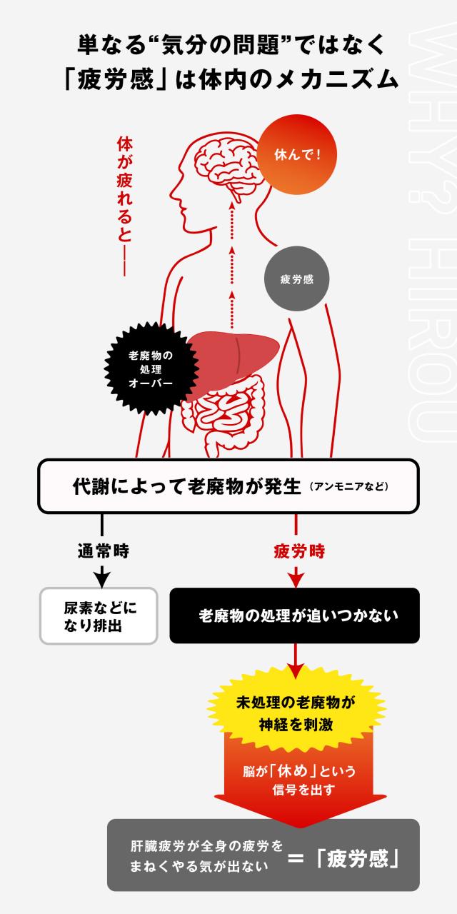 グロモントPREMIUM 100mL 10瓶×5パック