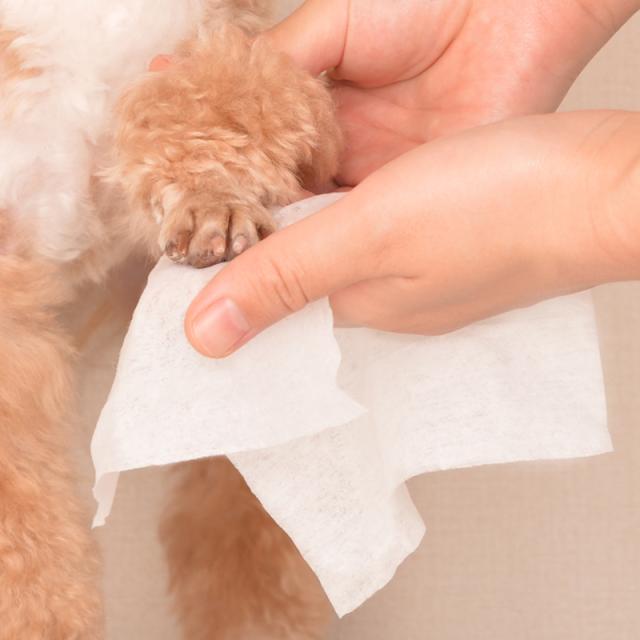 ペット用 ウェットティッシュ ウエットシート からだふき