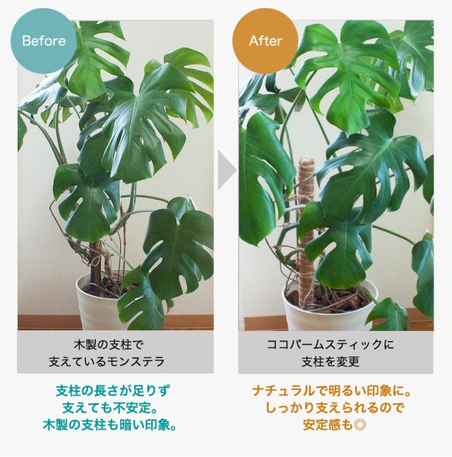 ココパームスティック 2本セット 植物 支柱 おしゃれ ココ スティック