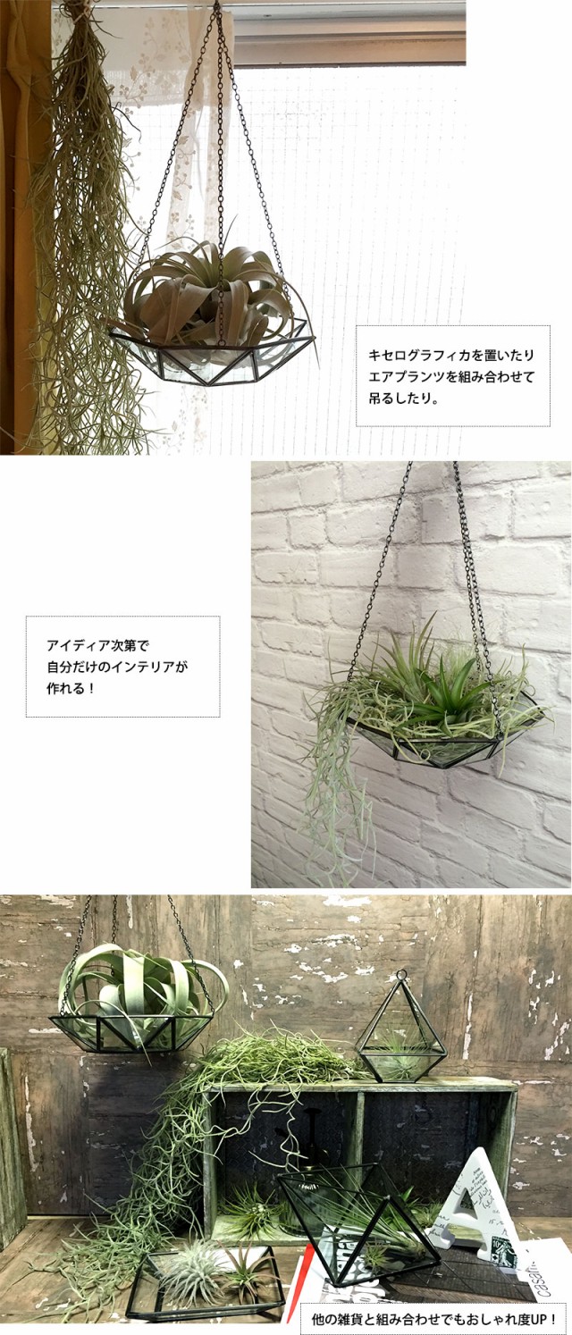Glass Hanging Tray ガラステラリウム ハンキング トレイ ヴィンテージ インテリア エアープランツ 壁掛け 吊り下げ 北欧 雑貨 小物の通販はau Pay マーケット 壁紙革命 賃貸でもおしゃれに 商品ロットナンバー Glass Hanging Tray ガラステラリウム ハンキング トレイ ヴィンテージ インテリア エアープランツ 壁掛け 吊り下げ 北欧 雑貨 小物の通販はau Pay マーケット 壁紙革命 賃貸でもおしゃれに 商品ロットナンバー