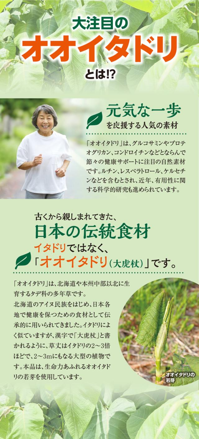 大注目のオオイタドリとは