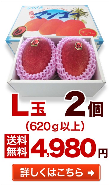 L玉 2個 送料無料 詳しくはこちら