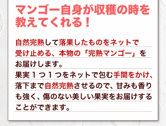 マンゴー自信が収穫の時を教えてくれる！